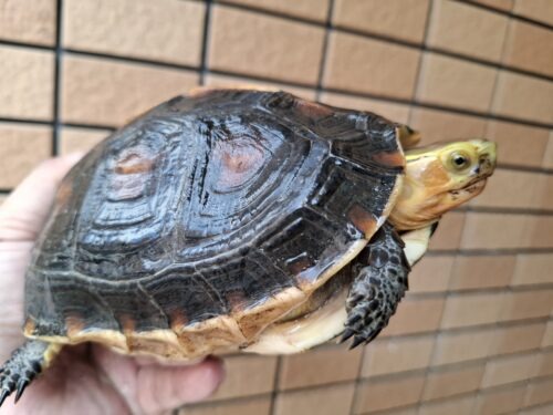 チュウゴクセマルハコガメ（甲長約15,5cm）メス 個体B