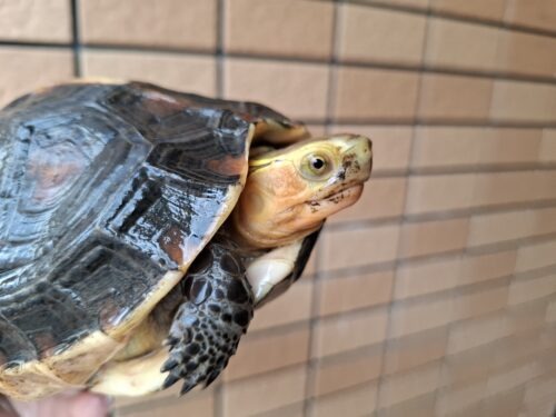 チュウゴクセマルハコガメ（甲長約15,5cm）メス 個体B - 画像 (3)