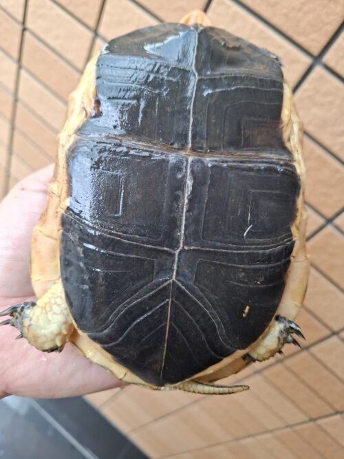 チュウゴクセマルハコガメ（甲長約15,5cm）メス 個体B - 画像 (10)