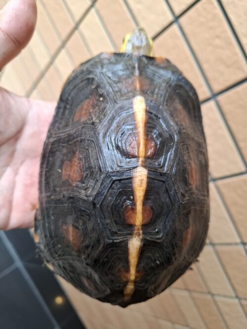 チュウゴクセマルハコガメ（甲長約15,5cm）メス 個体B - 画像 (6)