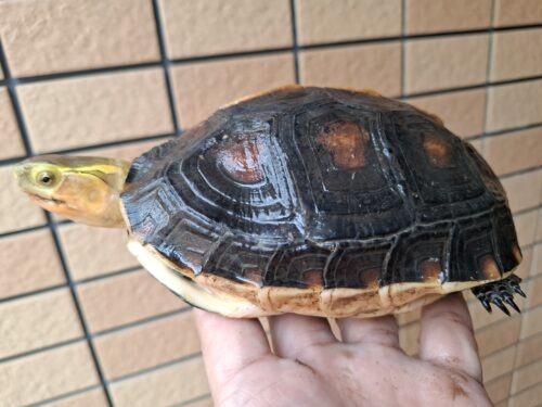 チュウゴクセマルハコガメ（甲長約15,5cm）メス 個体B - 画像 (4)