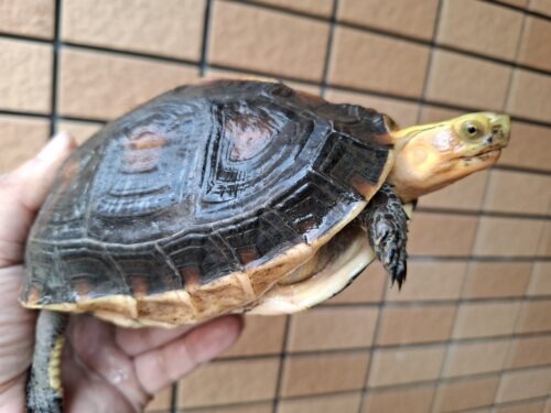 チュウゴクセマルハコガメ（甲長約15,5cm）メス 個体B - 画像 (5)