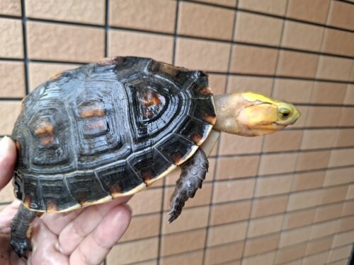 チュウゴクセマルハコガメ（甲長約14cm）メス 個体A - 画像 (7)