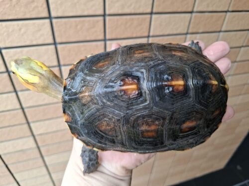 チュウゴクセマルハコガメ（甲長約14cm）メス 個体A - 画像 (9)