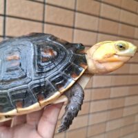 チュウゴクセマルハコガメ（甲長約14cm）メス 個体A