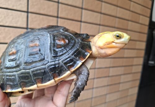 チュウゴクセマルハコガメ（甲長約14cm）メス 個体A