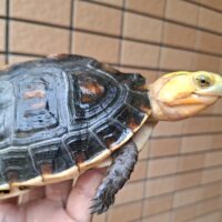 チュウゴクセマルハコガメ（甲長約14cm）メス 個体A