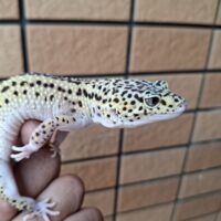 ヒョウモントカゲモドキ（ハイパーザンティックエクリプスエクストリームストライプ）スネークアイ　約55g メス