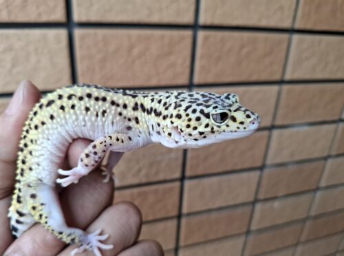 ヒョウモントカゲモドキ（ハイパーザンティックエクリプスエクストリームストライプ）スネークアイ　約55g メス
