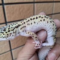 ヒョウモントカゲモドキ（ハイパーザンティックエクリプスエクストリームストライプ）スネークアイ　約55g メス