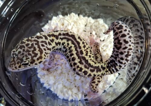 ヒョウモントカゲモドキ（スノーハイパーザンティックエクリプス）約78g オス - 画像 (9)
