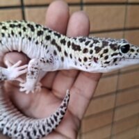 ヒョウモントカゲモドキ（スノーハイパーザンティックエクリプス）約78g オス