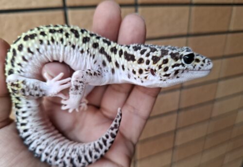 ヒョウモントカゲモドキ（スノーハイパーザンティックエクリプス）約78g オス - 画像 (2)