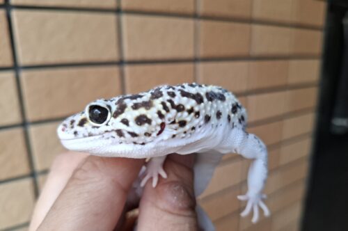 ヒョウモントカゲモドキ（スノーハイパーザンティックエクリプス）約78g オス - 画像 (6)