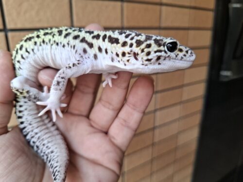 ヒョウモントカゲモドキ（スノーハイパーザンティックエクリプス）約78g オス - 画像 (7)