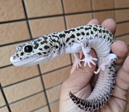 ヒョウモントカゲモドキ（スノーハイパーザンティックエクリプス）約78g オス - 画像 (3)