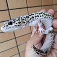 ヒョウモントカゲモドキ（スノーハイパーザンティックエクリプス）約78g オス