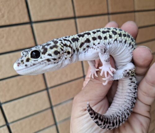 ヒョウモントカゲモドキ（スノーハイパーザンティックエクリプス）約78g オス