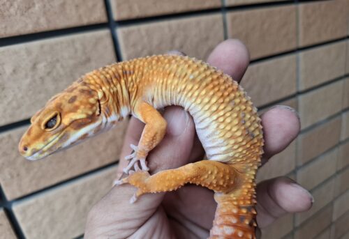 ヒョウモントカゲモドキ（アフガンタンジェリンレッドストライプ）約80g オス - 画像 (7)