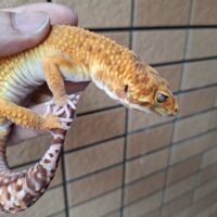 ヒョウモントカゲモドキ（アフガンタンジェリンレッドストライプ）約80g オス