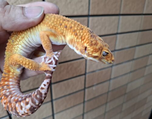 ヒョウモントカゲモドキ（アフガンタンジェリンレッドストライプ）約80g オス - 画像 (2)