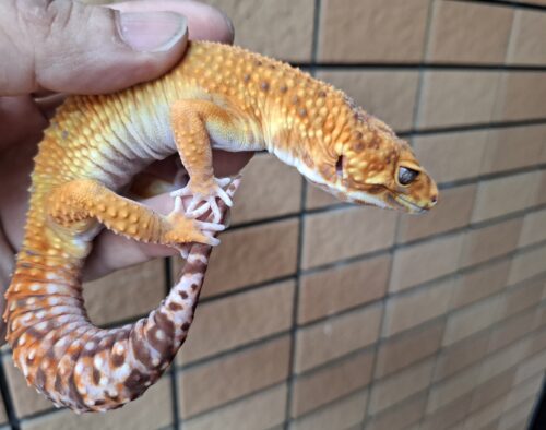 ヒョウモントカゲモドキ（アフガンタンジェリンレッドストライプ）約80g オス - 画像 (8)