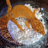 ヒョウモントカゲモドキ（アフガンタンジェリンレッドストライプ）約80g オス