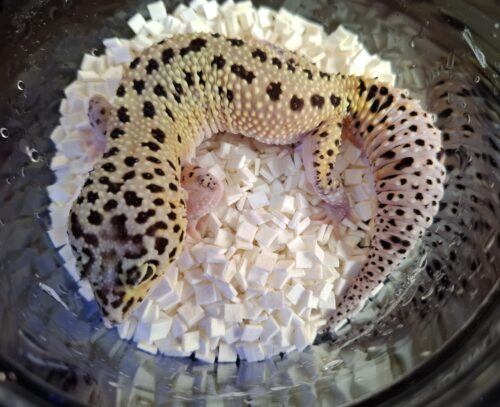 ヒョウモントカゲモドキ（パイドハイパーザンティックエクリプス）約60g メス - 画像 (5)