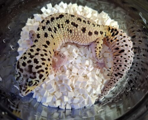 ヒョウモントカゲモドキ（パイドハイパーザンティックエクリプス）約60g メス - 画像 (8)