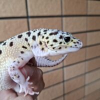ヒョウモントカゲモドキ（パイドハイパーザンティックエクリプス）約60g メス