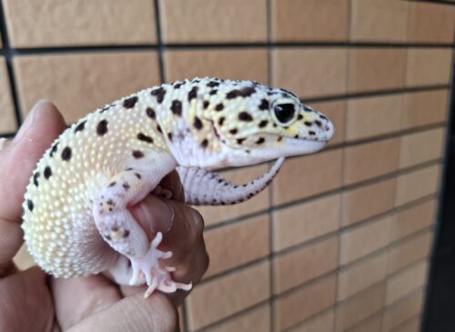 ヒョウモントカゲモドキ（パイドハイパーザンティックエクリプス）約60g メス - 画像 (4)