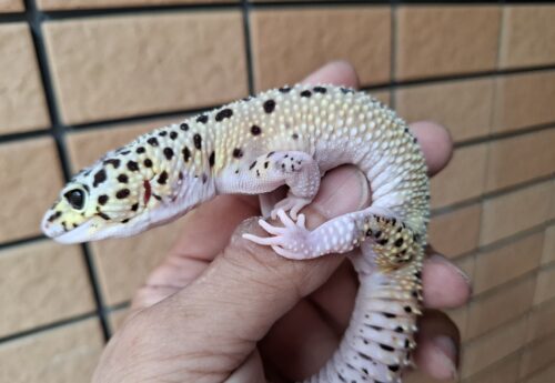 ヒョウモントカゲモドキ（パイドハイパーザンティックエクリプス）約60g メス - 画像 (7)