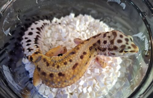 ヒョウモントカゲモドキ（ボールドストライプ）約57g メス - 画像 (10)