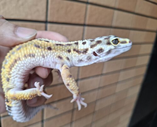 ヒョウモントカゲモドキ（ボールドストライプ）約57g メス - 画像 (12)