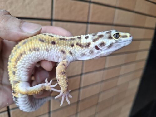 ヒョウモントカゲモドキ（ボールドストライプ）約57g メス - 画像 (7)