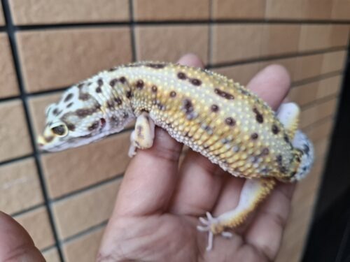 ヒョウモントカゲモドキ（ボールドストライプ）約57g メス - 画像 (6)