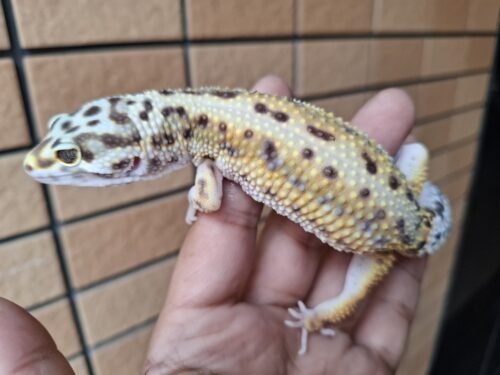 ヒョウモントカゲモドキ（ボールドストライプ）約57g メス - 画像 (9)