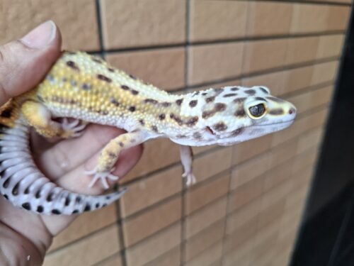 ヒョウモントカゲモドキ（ボールドストライプ）約57g メス - 画像 (5)