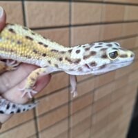ヒョウモントカゲモドキ（ボールドストライプ）約57g メス