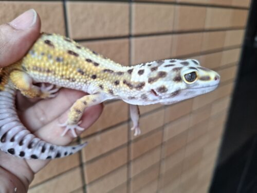ヒョウモントカゲモドキ（ボールドストライプ）約57g メス - 画像 (2)
