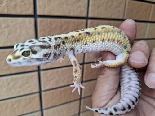 ヒョウモントカゲモドキ（ボールドストライプ）約57g メス
