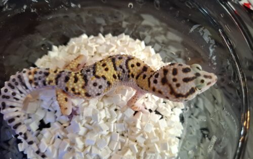 ヒョウモントカゲモドキ（スノースーパーゴジラジャイアント）現在約33g オス 生後約2か月 - 画像 (7)