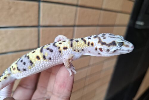 ヒョウモントカゲモドキ（スノースーパーゴジラジャイアント）現在約33g オス 生後約2か月 - 画像 (8)