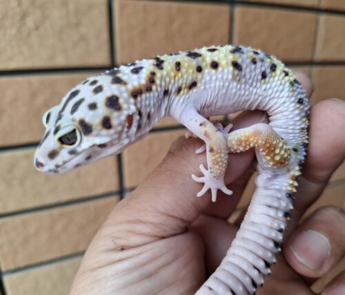 ヒョウモントカゲモドキ（スノースーパーゴジラジャイアント）現在約33g オス 生後約2か月 - 画像 (9)