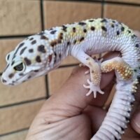 ヒョウモントカゲモドキ（スノースーパーゴジラジャイアント）現在約33g オス 生後約2か月