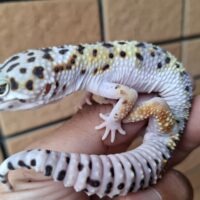 ヒョウモントカゲモドキ（スノースーパーゴジラジャイアント）現在約33g オス 生後約2か月