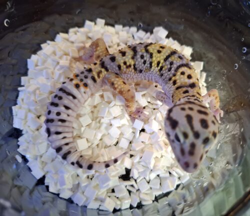 ヒョウモントカゲモドキ（スノースーパーゴジラジャイアント）現在約33g オス 生後約2か月 - 画像 (3)