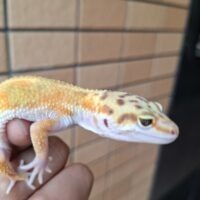 ヒョウモントカゲモドキ（タンジェリンスーパーゴジラジャイアント）現在約27g メス 生後約2か月