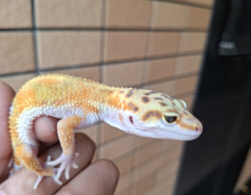 ヒョウモントカゲモドキ（タンジェリンスーパーゴジラジャイアント）現在約27g メス 生後約2か月