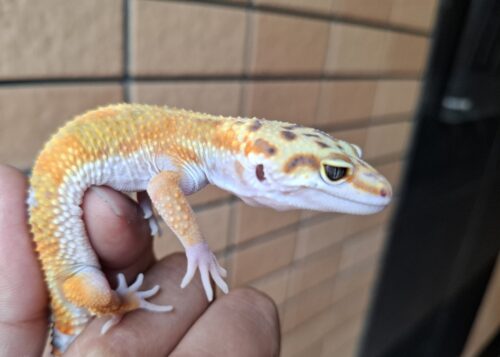 ヒョウモントカゲモドキ（タンジェリンスーパーゴジラジャイアント）現在約27g メス 生後約2か月 - 画像 (6)